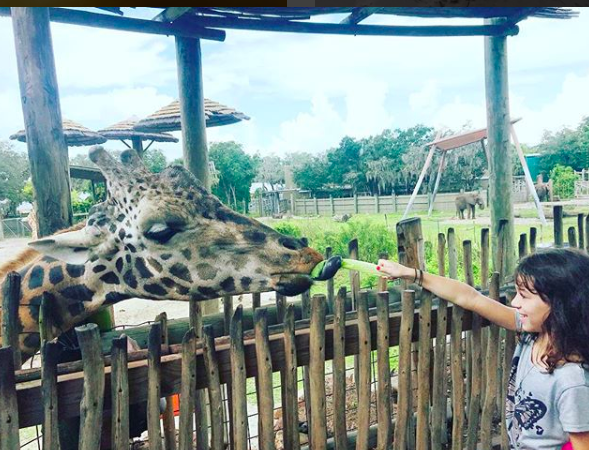 Screen Shot 2018-08-27 at 9.14.16 AM